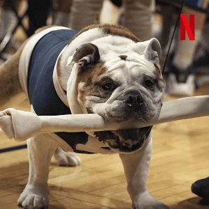 Những chú chó (Phần 2) | Dogs (Season 2) (2021) Những chú chó (Phần 2) | Dogs (Season 2) (2021)